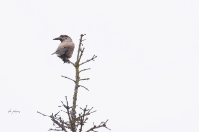 Orzechówka (Nucifraga caryocatactes), fot. P. Kunysz
