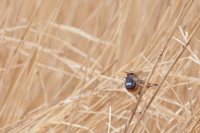 Podróżniczek (Luscinia svecica), fot.  P. Kunysz