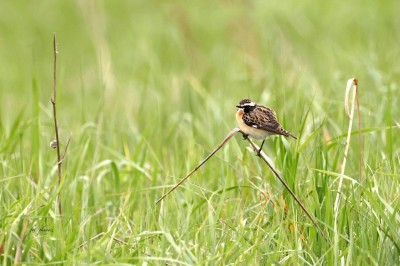 Pokląskwa (Saxicola rubetra), fot. P. Kunysz