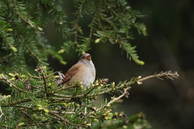 Pokrzywnica (Prunella modularis), fot. P. Kunysz