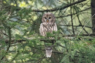 Puszczyk uralski (Strix uralensis), fot. P. Kunysz