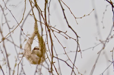 Remiz (Remiz pendulinus), fot. P. Kunysz