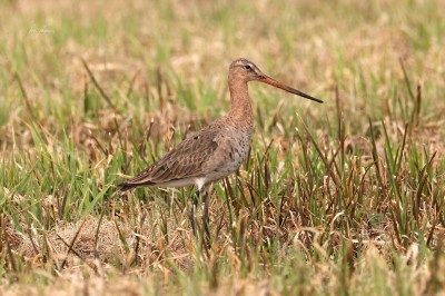 Rycyk (Limosa limosa), fot. P. Kunysz