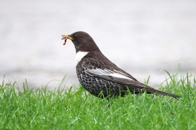  (Turdus torquatus), fot. P. Kunysz