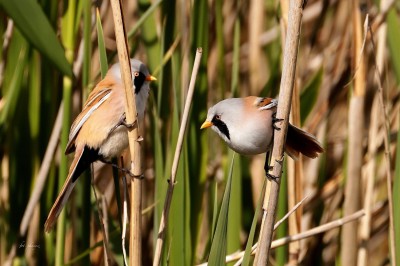 Wąsatki (Panurus biarmicus), fot. P. Kunysz