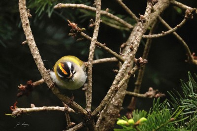 Zniczek (Regulus ignicapilla) , fot. P. Kunysz