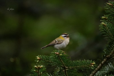 Zniczek (Regulus ignicapilla) , fot. P. Kunysz