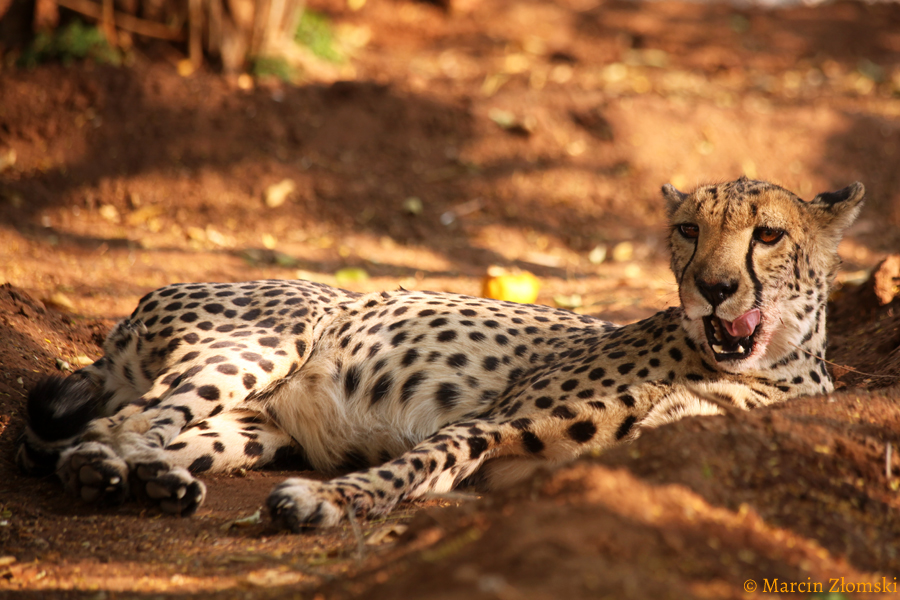 Wylegujący się gepard na safari w Namibii