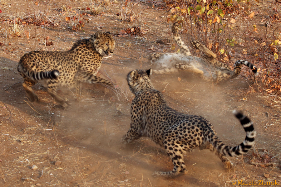 Gepardy na safari w Namibi