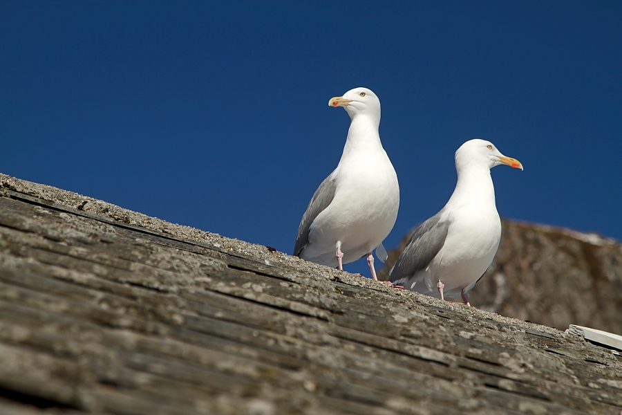 fot. Sławomir Adamczak