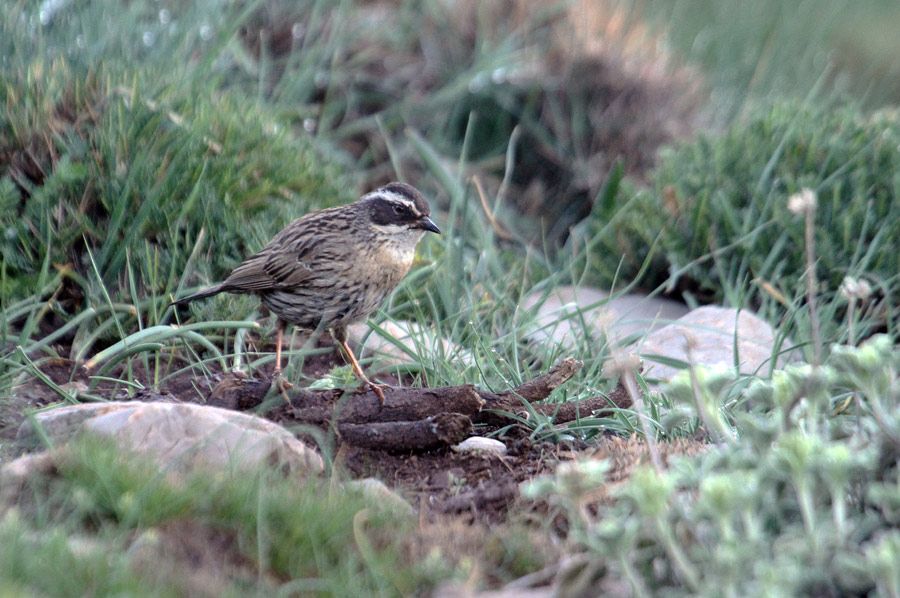 Płochacz pstry (fot. Zbigniew Kajzer)