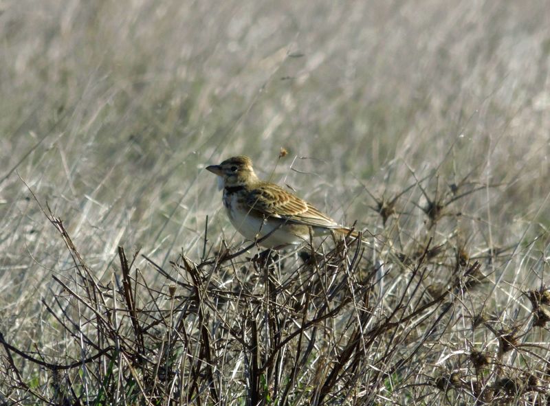 Kalandra szara, fot. Samuel Odrzykoski