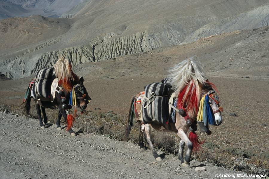 Karawana koni w okolicach Kagbeni Karawana koni w okolicach Kagbeni