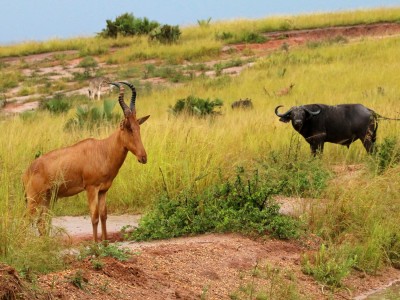 Bawolec krowi oraz bawół, safari w PN Murchison Falls, fot. T. Liptak