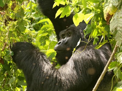 Obserwacje goryli górskich w Parku Narodowym Bwindi (UNESCO), fot. T. Liptak