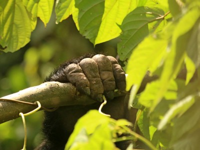 Obserwacje goryli górskich w Parku Narodowym Bwindi (UNESCO), fot. T. Liptak