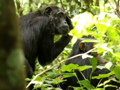 Obserwacje szympansów w Parku Narodowego Kibale, fot. T. Liptak