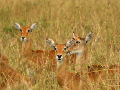 PN Murchison Falls, fot. T. Liptak