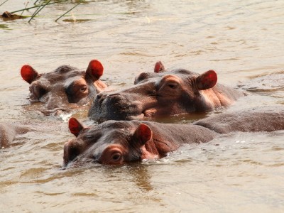Rejs po Nilu to czas ciekawych obserwacji przyrodniczych, fot. T. Liptak