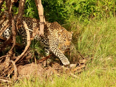 Safari w Parku Narodowy Queen Elizabeth, fot. T. Liptak