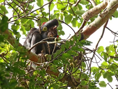 Szympansy większość czasu spędzają na drzewach, fot. T. Liptak