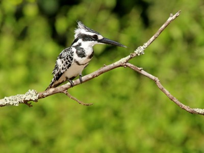 Zimorodek srokaty w parku Murchison Falls, fot. T. Liptak