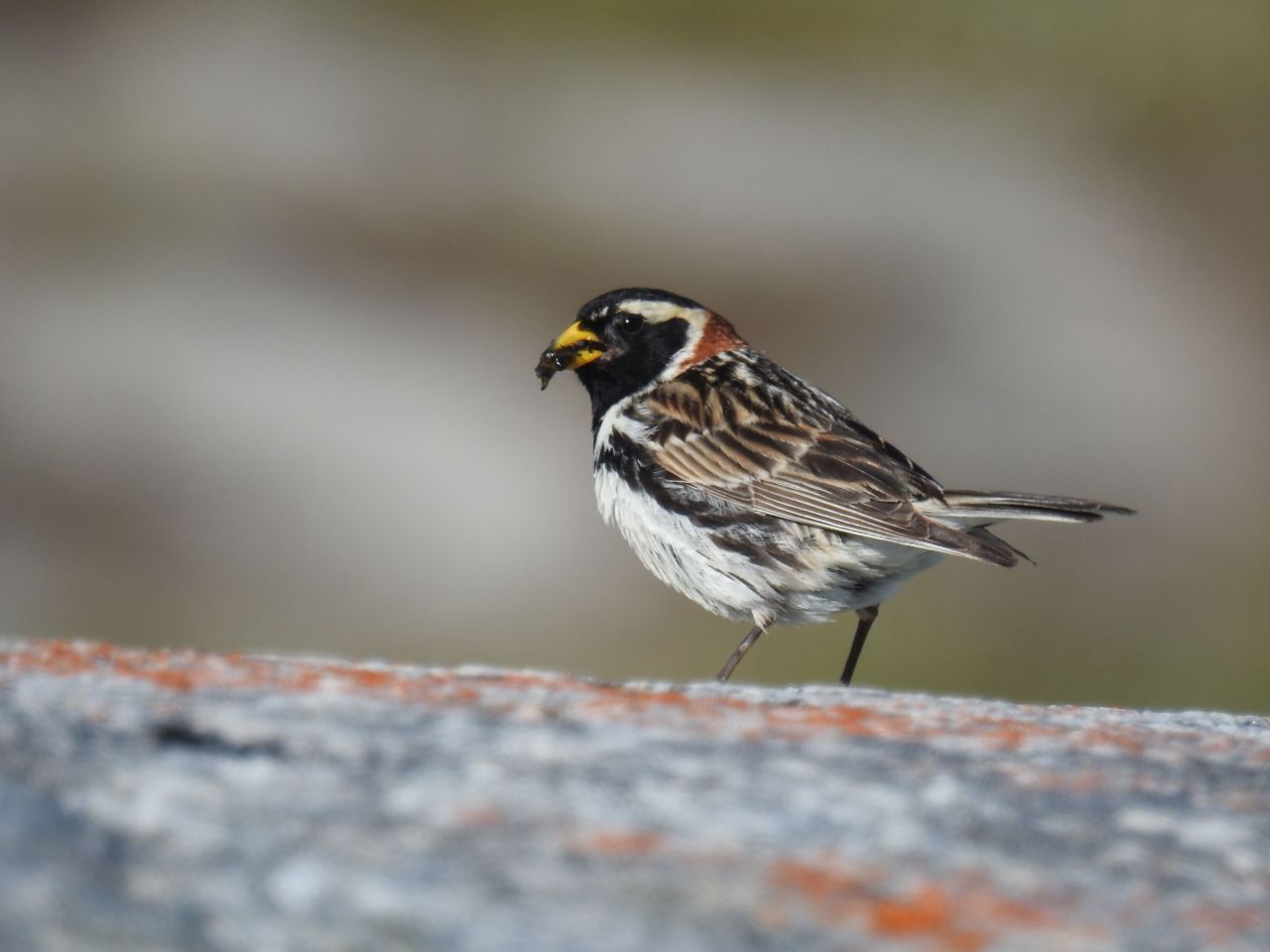 Samiec poświerki szponiastej z pokarmem, fot. Samuel Odrzykoski