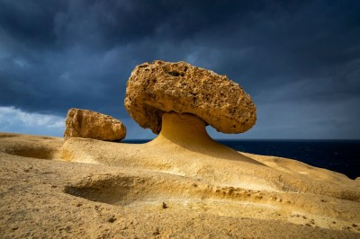 Grzyb skalny (fot. S. Adamczak, okfoto.pl)