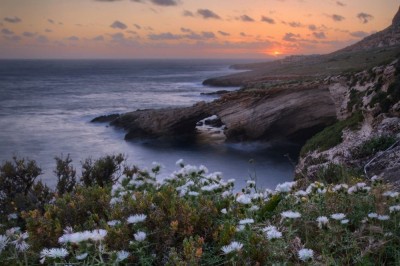 Kwiaty na klifach (fot. S. Adamczak, okfoto.pl)