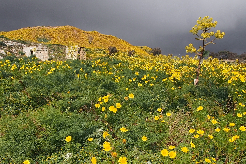 Wiosna na Malcie (fot. S. Adamczak, okfoto.pl)