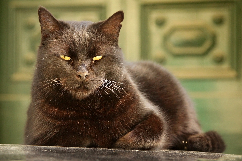 Mieszkaniec Valletty (fot. S. Adamczak, okfoto.pl)