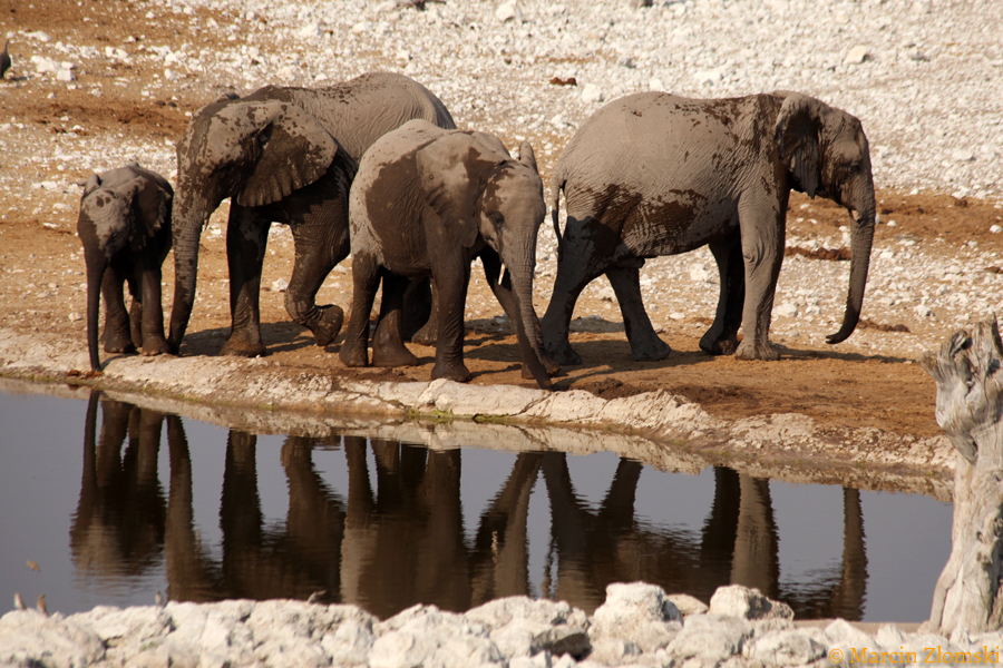 PN Etoszy (Marcin Złomski)