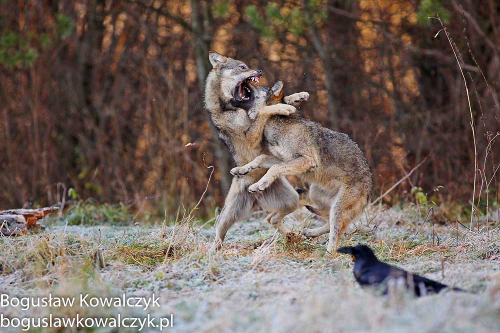 fot. Bogusław Kowalczyk