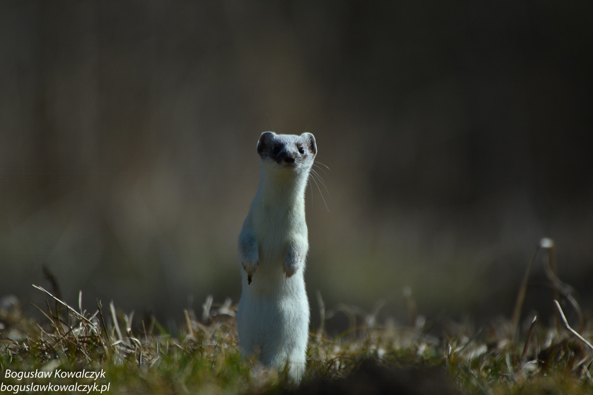 fot. Bogusław Kowalczyk