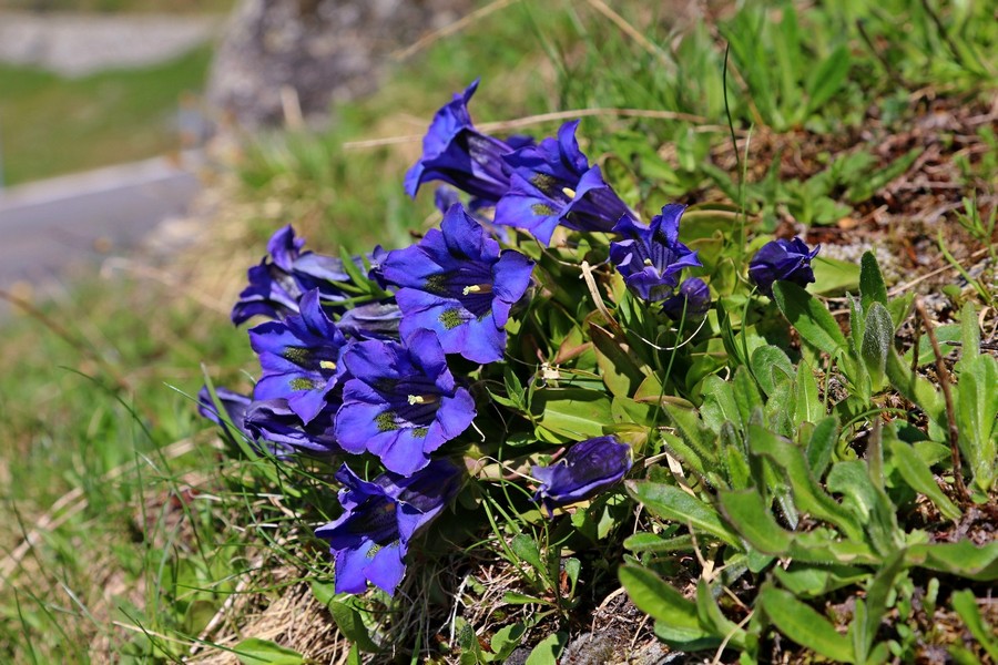 Goryczka Klusjusa (fot. Tomasz Liptak) Goryczka Klusjusa (fot. Tomasz Liptak)