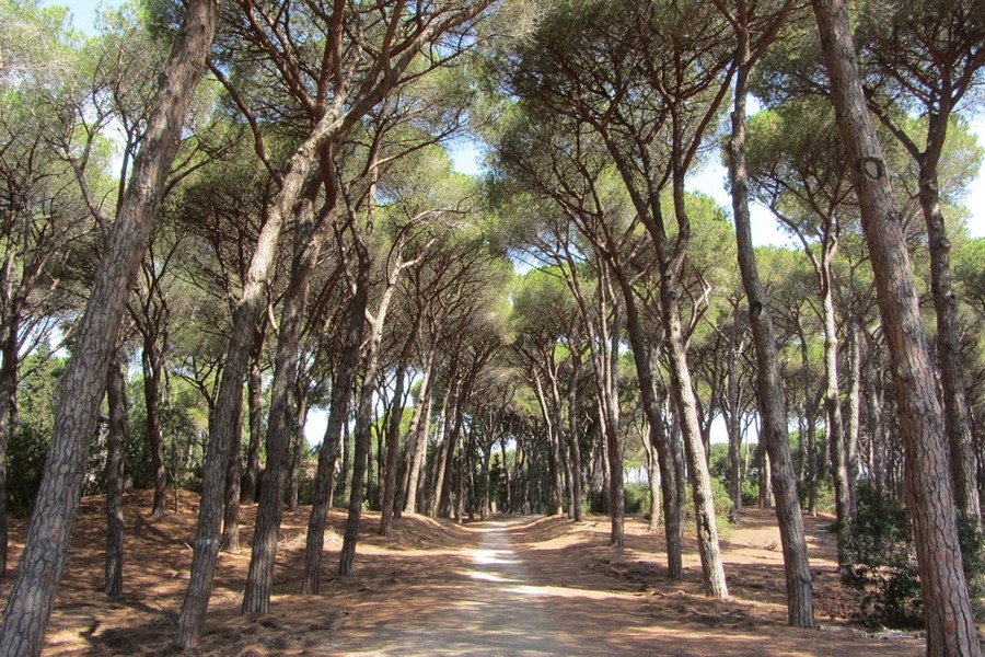 Droga przez las sosnowy na wybrzeżu