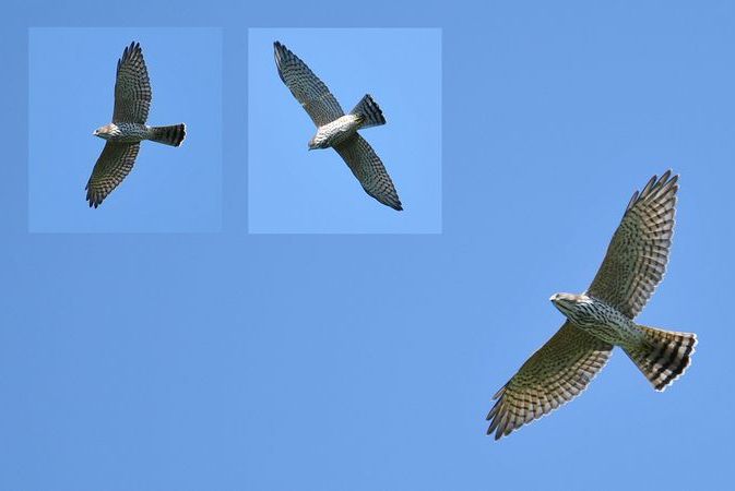 Krogulec krótkonogi fot. Adam Janczyszyn