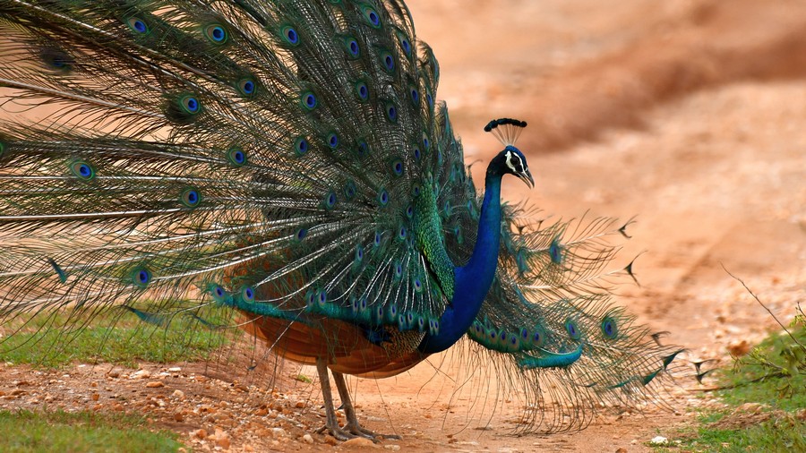 Paw indyjski (Pavo cristatus Linnaeus) fot. J.Betleja