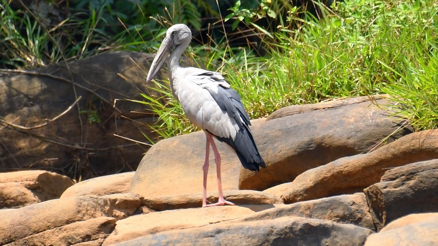 Kleszczak azjatycki (Anastomus oscitans) fot. J.Betleja