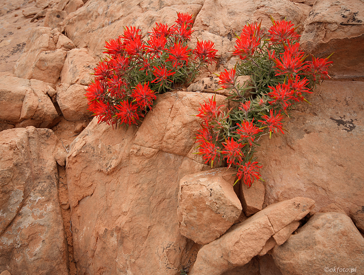 Fot. S.Adamczak (okfoto.pl)