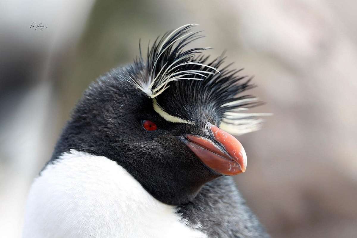 Fot. P. Kunysz Fot. P. Kunysz