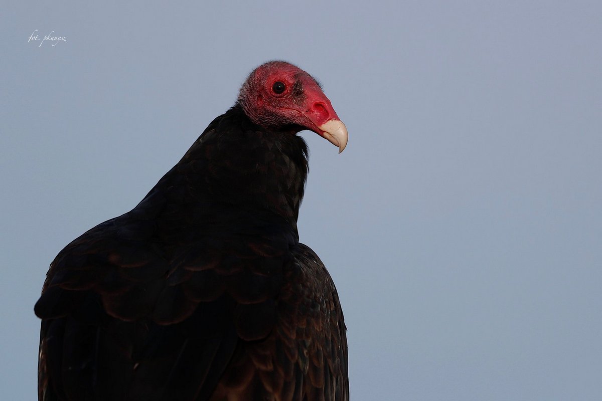 Fot. P. Kunysz Fot. P. Kunysz