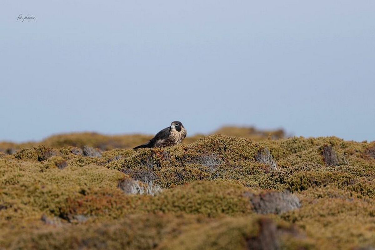 Fot. P. Kunysz Fot. P. Kunysz