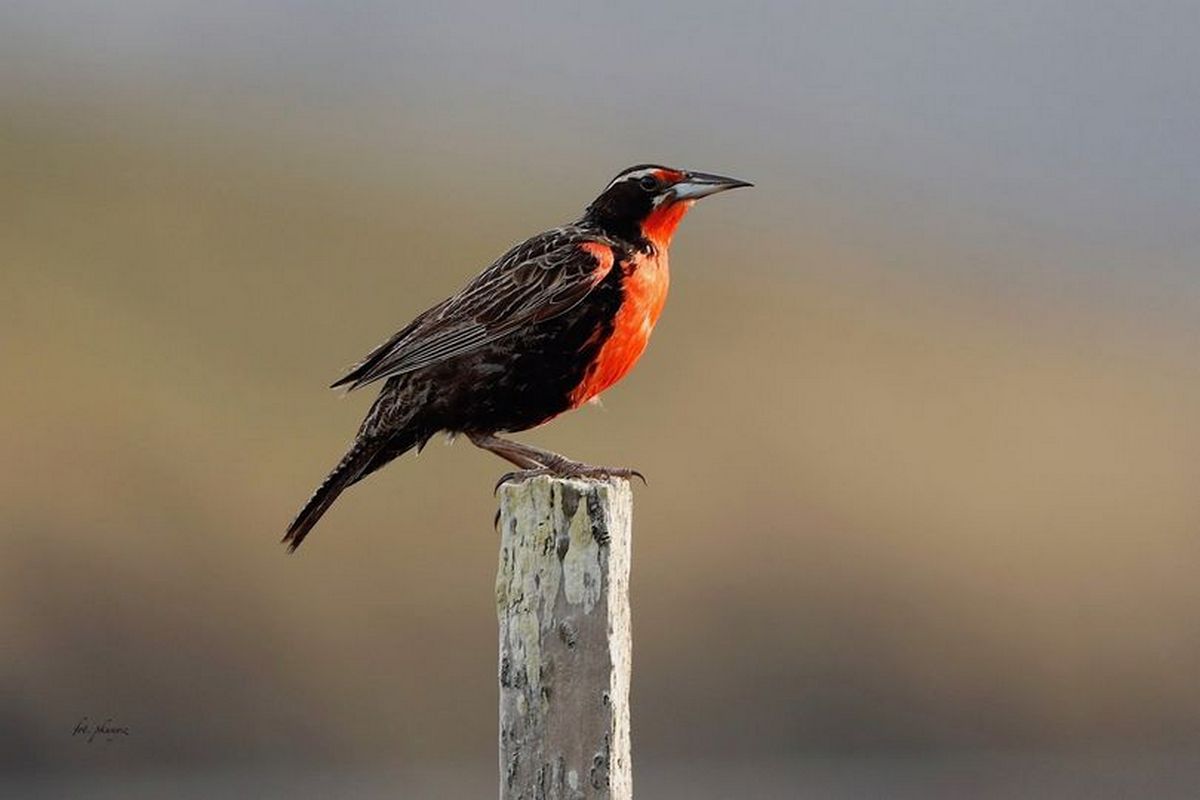 Fot. P. Kunysz Fot. P. Kunysz