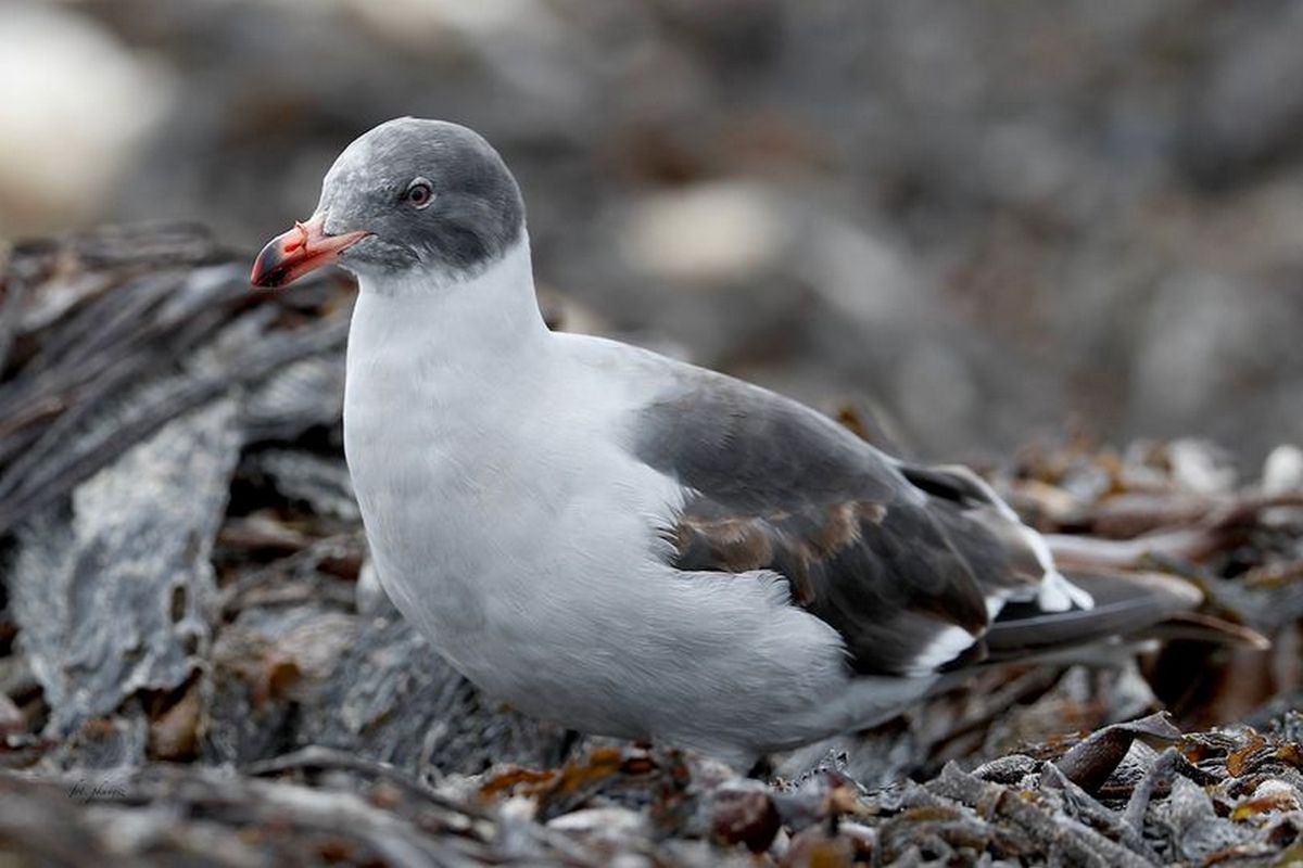 Fot. P. Kunysz Fot. P. Kunysz