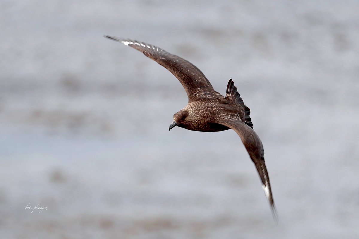 Fot. P. Kunysz Fot. P. Kunysz