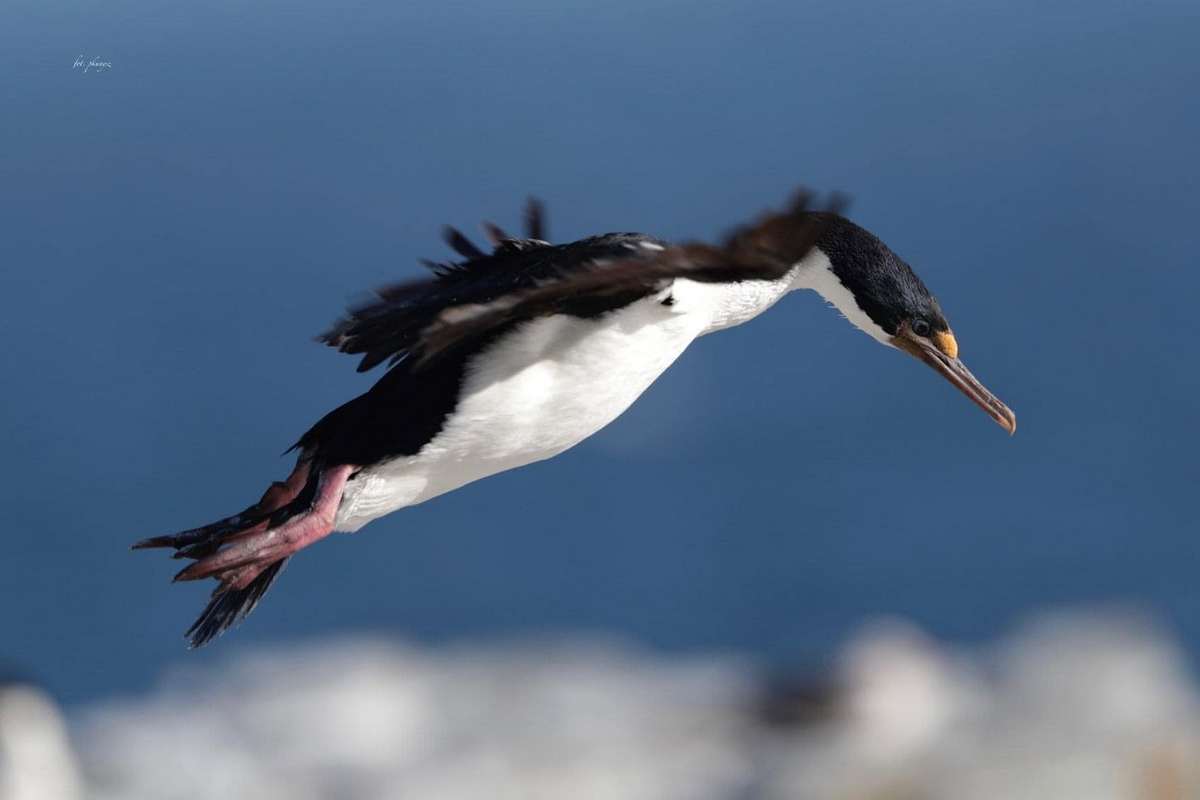 Fot. P. Kunysz Fot. P. Kunysz