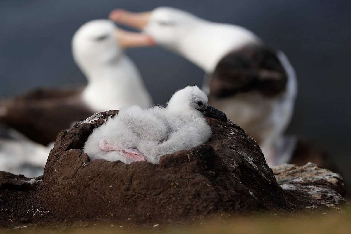 Fot. P. Kunysz Fot. P. Kunysz