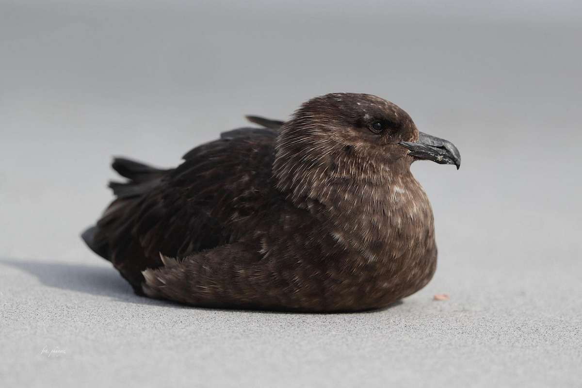 Fot. P. Kunysz Fot. P. Kunysz