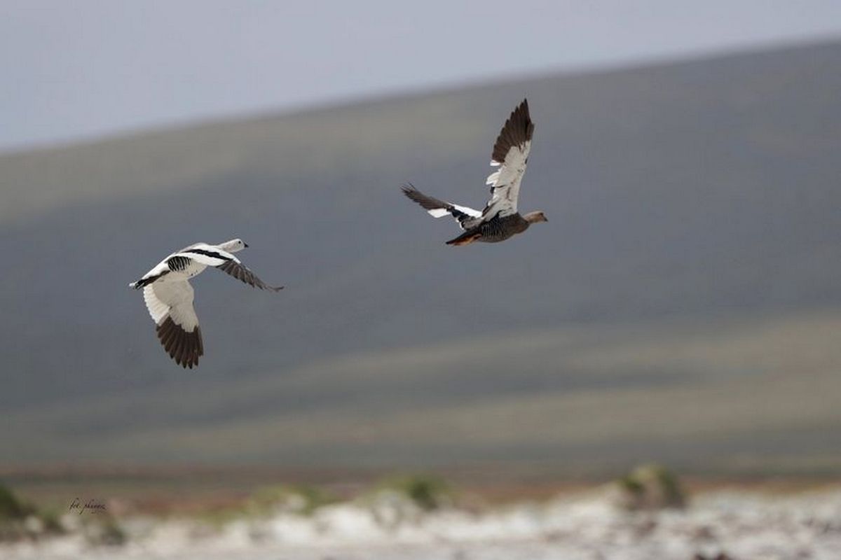 Fot. P. Kunysz Fot. P. Kunysz